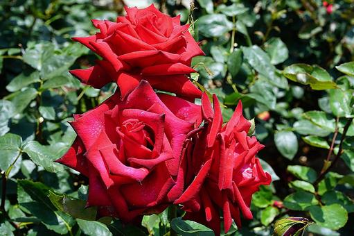 荒牧バラ園725　熱情 兵庫県,荒牧バラ園,バラの写真素材