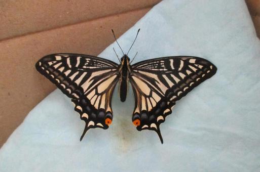 ナミアゲハ ナミアゲハ,アゲハ蝶,蝶の写真素材