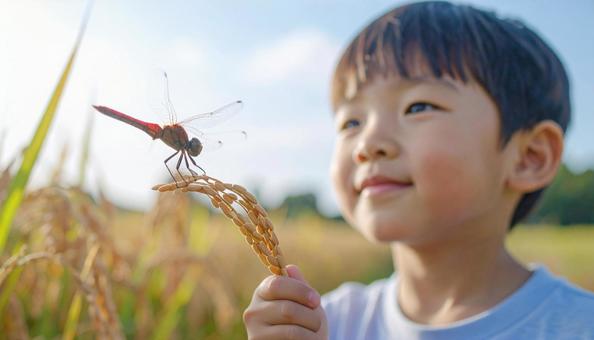 夏の終わり 稲穂の上を飛ぶ赤とんぼと子供 夏の終わり 稲穂の上を飛ぶ赤とんぼと子供の写真