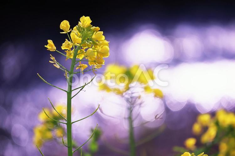 春の訪れと美しい菜の花 花,菜の花,春の写真素材