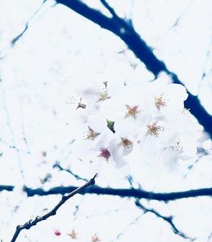 満開の桜 満開の桜の写真