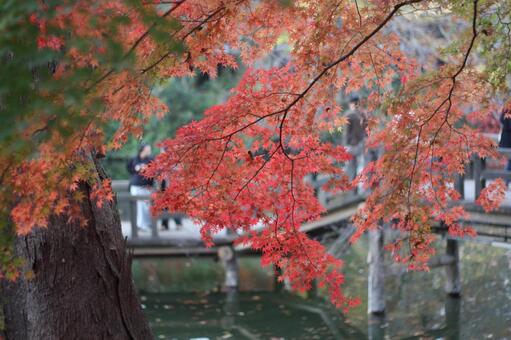 紅葉16 紅葉,公園,秋の写真素材