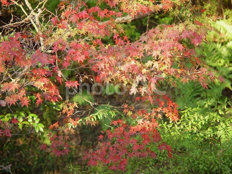 哲学の道　午後の日差しに映える紅葉 哲学の道,京都市左京区,晩秋の写真素材