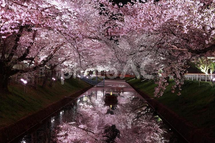 綺麗に撮れたサクラのライトアップ０１ 夜,ライトアップ,夜景の写真素材