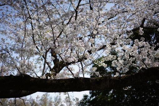 青空に咲き誇る桜 桜,サクラ,花の写真素材