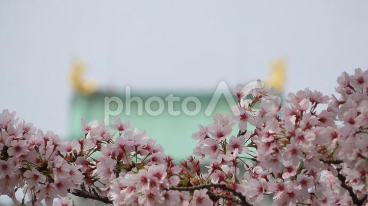 名古屋城　満開の桜と天守閣 名古屋城,天守閣,天守の写真素材