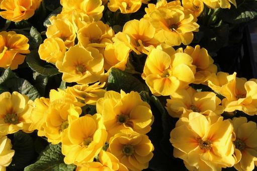 プリムラ　咲く風景の写真