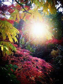 晩秋の日差し 晩秋の日差しの写真