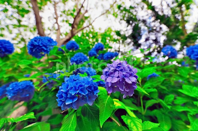 6月24日、京都の紫陽花 6月,あじさい,アジサイの写真素材