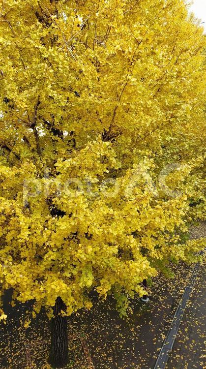 銀杏の木　黄金色の季節 銀杏,秋,紅葉の写真素材