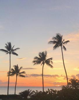 ハワイの夕焼け ハワイの夕焼け ハワイ,ヤシ,風景の写真素材