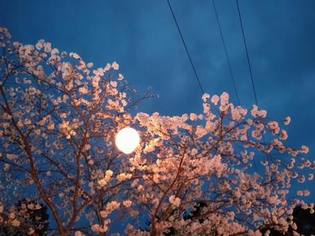 Photo, april, sakura, cherry blossoms, 