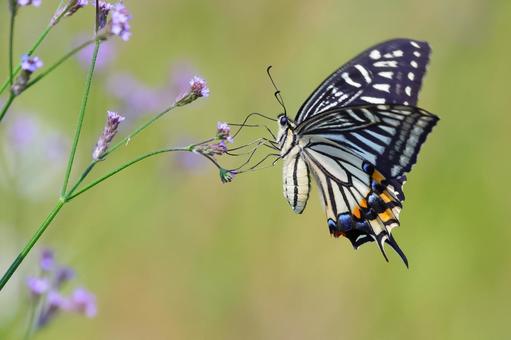 野花の蜜を吸うナミアゲハ 野花の蜜を吸うナミアゲハ ナミアゲハ,アゲハチョウ,チョウチョの写真素材