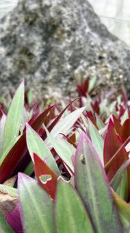 ムラサキオモト ムラサキオモト 観葉植物,葉,ムラサキオモトの写真素材