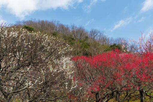 満開の紅梅と白梅のある風景 梅,迎春,梅の花の写真素材