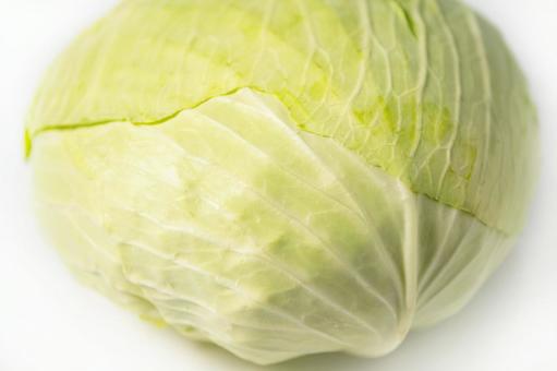キャベツ キャベツ キャベツ,野菜,サラダの写真素材