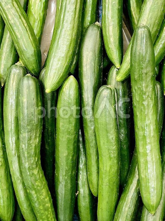 野菜・キュウリ キュウリ,黄瓜,胡瓜の写真素材
