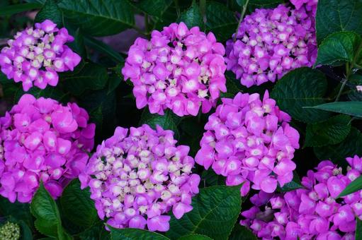 アジサイの花 アジサイの花の写真