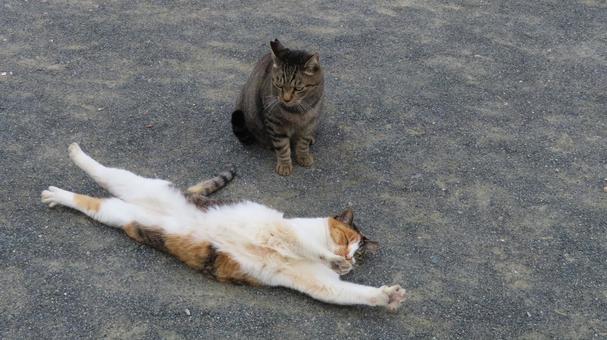 カメラ目線でヘソ天し肉球をアピールする猫 三毛猫,猫,キジトラの写真素材