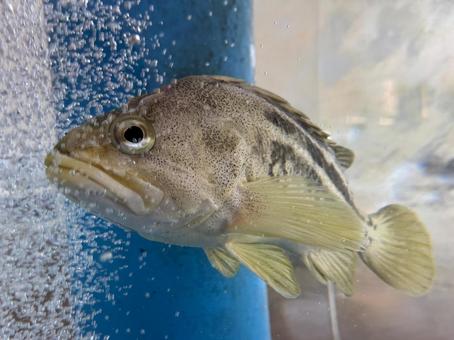 カサゴ カサゴ,マゾイ,シマゾイの写真素材