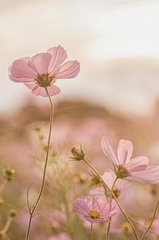 早朝のコスモス畑 早朝のコスモス畑の写真