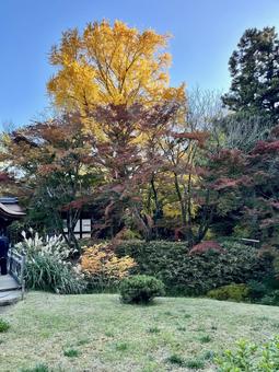 秋の日本庭園の紅葉 秋の日本庭園の紅葉の写真