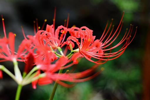 秋天的詩織, JPG 秋天的詩織, higambana, cluster amaryllis, flower, JPG