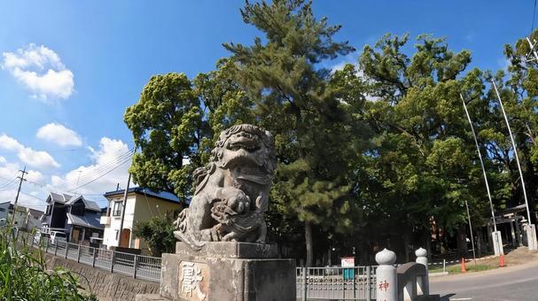 埼玉県行田市行田　 春日神社 狛犬 埼玉,行田市行田,春日神社の写真素材