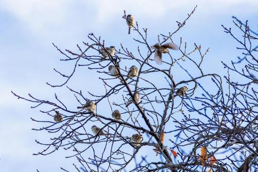 スズメの若鳥(72) 鳥,スズメ,若鳥の写真素材