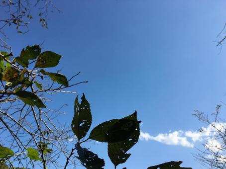 植物と青空 植物と青空の写真