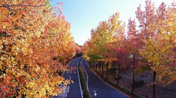 紅葉-1296 紅葉,アメリカ楓,もみじ葉楓の写真素材