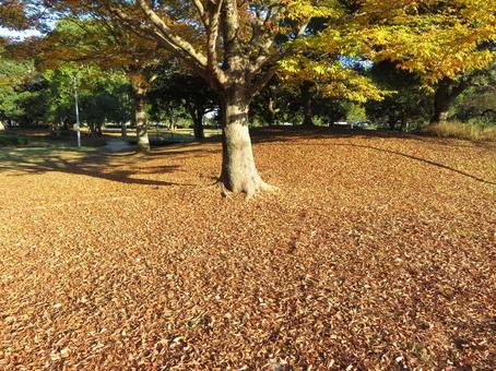 一面の落ち葉 一面の落ち葉の写真