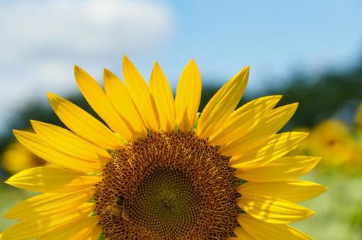 青空に映える向日葵の花 青空に映える向日葵の花の写真