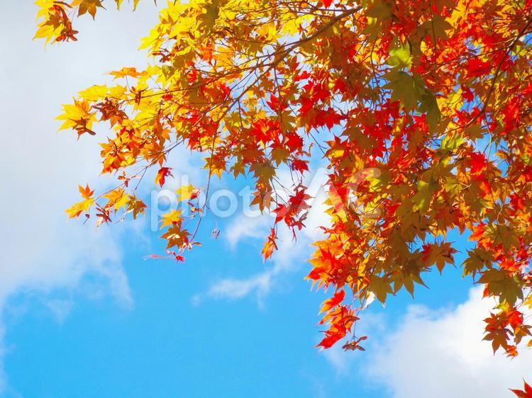 色付いたモミジと青空1 空,秋,秋空の写真素材
