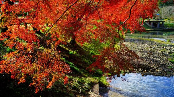 紅葉のグラデーションと小川の写真