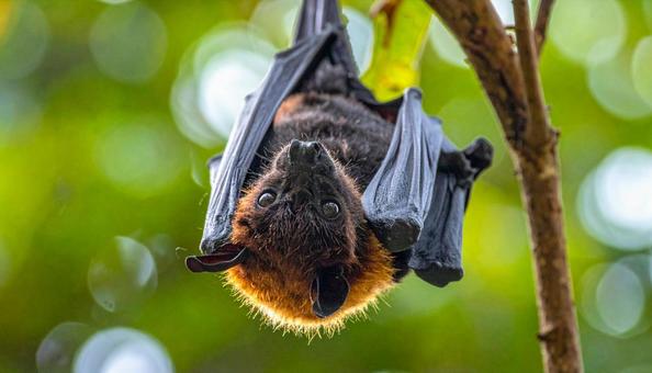 木からぶら下がるコウモリ 木からぶら下がるコウモリの写真