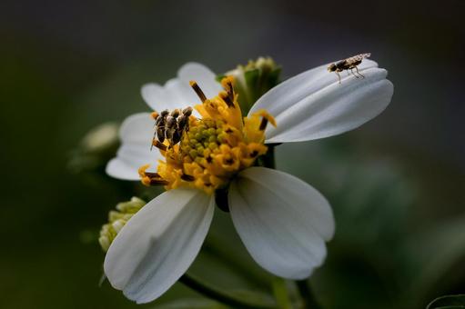 ＜素材＞センダングサケブカミバエ センダングサケブカミバエ,ケバエ,ショウジョウバエの写真素材
