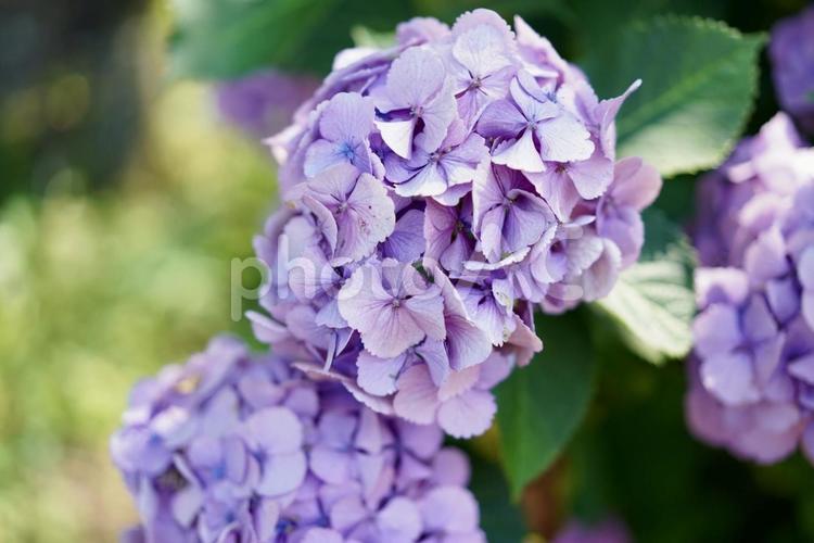 日本平の紫のアジサイ３ 紫陽花,日本平,紫の写真素材