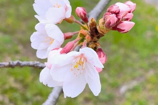 綺麗な桜 綺麗な桜の写真