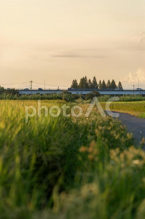 田んぼの夕景 夕方,夕暮れ,日暮れの写真素材