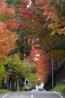 紅葉のサイクリングロード(縦) 紅葉のサイクリングロード(縦)の写真