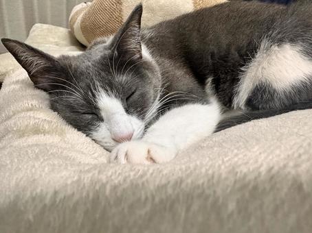Sleeping brown cat, JPG