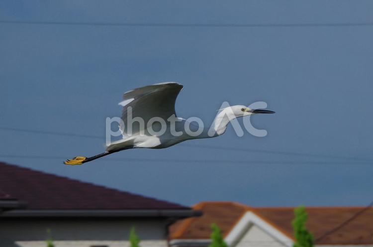 コサギ11 鳥,野鳥,水辺の鳥の写真素材