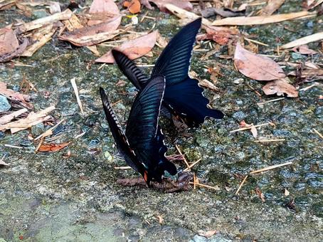 アゲハチョウ、カラスアゲハ① 夏,蝶,アゲハチョウの写真素材