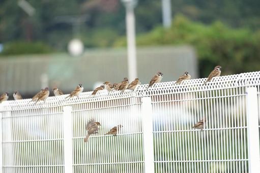 スズメチュンフェンスにいっぱい スズメ,雀,すずめの写真素材