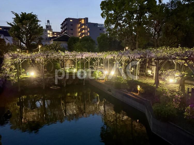 夜の亀戸天神社　藤棚 夜,ライトアップ,夜空の写真素材