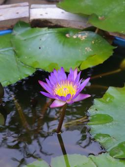 Water lilies, JPG