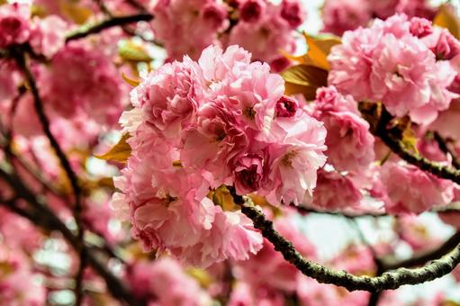 桜 桜の写真