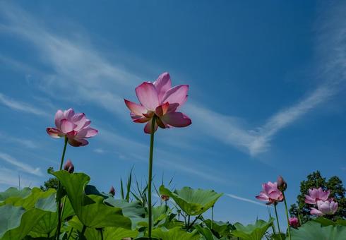 古代蓮の里2025年 古代蓮の里2025年 蓮,ハス,花の写真素材