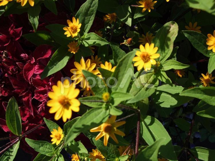 秋の花・ジニア ジニア,黄色い花,キク科の写真素材
